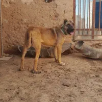 سگ حیوون درجه یک
