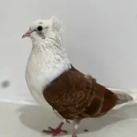 کبوتر پشت سرخ ، کفتر دورگ
