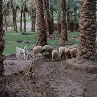 فروش بره نر ویژه محرم