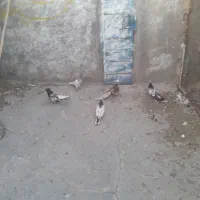 5تا هوایی