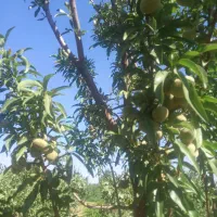 درخت|عمده‌فروشی|دشتابی, |دیوار