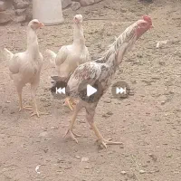 مرغ و خروس لاری