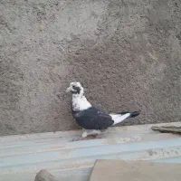 پرنده|پرنده|زارچ, |دیوار