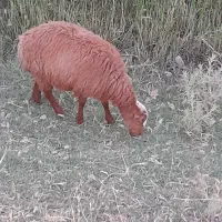 بره ماده مغان وافشاری کری