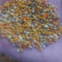 باسلام فروش گرده ی گل تازه