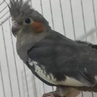 عروس هلندی