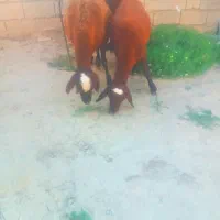 گوسفند