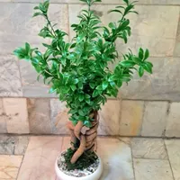 درختچه بنسای جاویدان بنجامین تنه جنسینگ نقد اقساط|گل مصنوعی|تهران, چهارصد دستگاه|دیوار