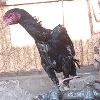 جوجه لاری اوشامو نسل خوب