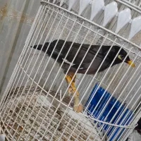 مرغ مینا و جوجه مینا