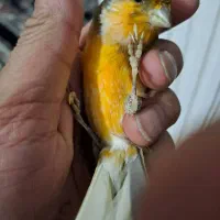 جوجه قفسی سهره خرما پا حلقه دانه خور با پدرش