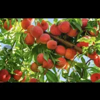 کود اوگانیک و افزایش تناژ