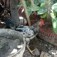 مرغ،خروس،اردک روسی نر