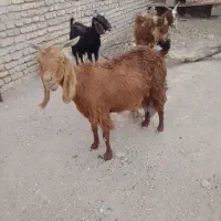 فروش بز شیری بزغاله دار و اوست
