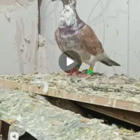 کبوتر|پرنده|زاوه, |دیوار