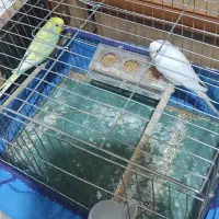 اهواز پردیس|پرنده|اهواز, پردیس|دیوار