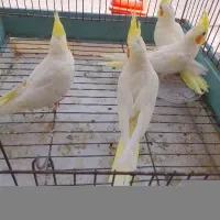عروس هلندی مولد سرحال