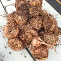 گل گیاه پیاز زعفران