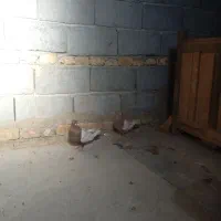 یک جفت کبوتر سینه ای