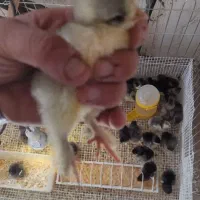 جوجه برهما لایت بلک و بلو