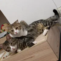 واگذاری رایگان گربه