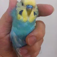 مرغ عشق   خاص
