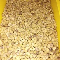 توت خشک