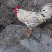 خروس و مرغ کرپ