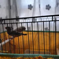 جفت فنچ کینگ