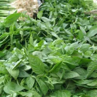 آشغال سبزی رایگان