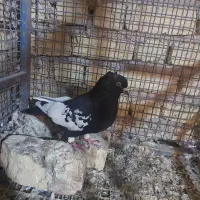 کبوتر