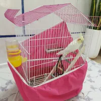 فروش عروس هلندی با قفس