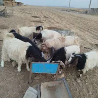 شش تا بزغاله کلات مورموری