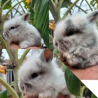 یچ خرگوش لوپ اصیل