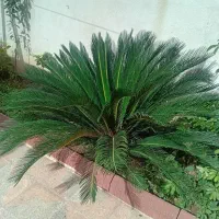 سیکاس