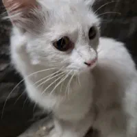 گربه