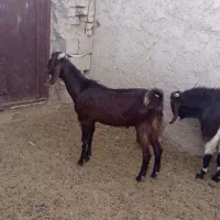 فروش کهر نر