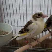 جوجه سهره قناری نر