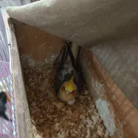 نرو ماده و ۷ عدد تخم