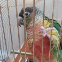 طوطی گرینچیک