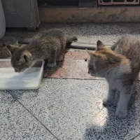 بچه گربه