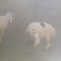 دوتا بره سبک نر