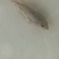 جوجه فلاور