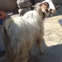 تروشت چاق