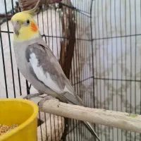 جفت عروس هلندی با تخفیف