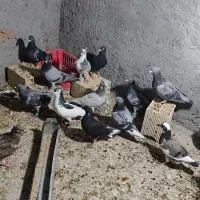 کبوتر تیپ رنگی و دورگ