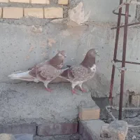 کبوتر پرش بالا