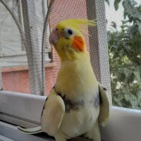 عروس هلندی دو کت ماده