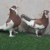 کفتر رنگی|پرنده|تهران, مسعودیه|دیوار