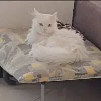 گربه پرشین کلاسیک